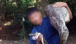 Con trăn khổng lồ nuốt dê ở Lạng Sơn có thể đã bị mổ thịt nấu cao