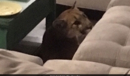 Tá hỏa vì sư tử đột nhập vào nhà dân