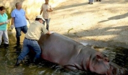 Hà mã tấn công làm 2 du khách Trung Quốc nhập viện ở Kenya