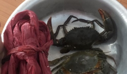 Bầu bí không đi xa được nên nhờ ship hàng đến nhà, bà bầu 'khóc thét' khi 1kg cua biển mất tới 5 lạng dây buộc ngâm nước