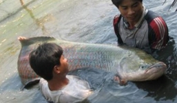 Ngư dân Tây Ninh lại bắt được cá hải tượng 'khủng' trên sông Vàm Cỏ Đông