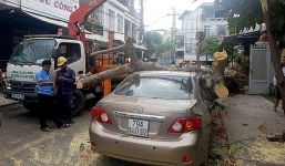 Cây phượng hàng chục năm tuổi bật gốc, đè bẹp ô tô trên phố Nha Trang