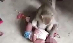 Hy hữu: Khỉ đột nhập vào nhà bắt cóc trẻ em