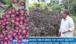 Lão nông phát hiện giống nhãn tím quý hiếm quyết giữ 'bản quyền' cho người Việt
