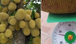 Xem ảnh này bạn sẽ hiểu vì sao mít xứng đáng được xem là thức quả cứu tinh của nhân loại