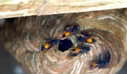 Ngoài 2 người tử vong, thêm hai bé trai nguy kịch do bị ong vò vẽ đốt