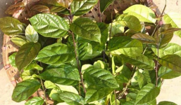 Xạ đen có chữa khỏi ung thư không: Đừng nghe đồn thổi, hãy nghe chuyên gia Đông y lý giải