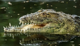 Chuyện đời chàng cá sấu móm: Thất bại trong trận huyết chiến với đồng loại, may mắn sống sót với cái mồm chẳng giống ai