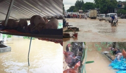 Mưa lũ làm quốc lộ ngập sâu, lợn treo trên cao, gà nhảy lên cây trốn lũ ở Nghệ An