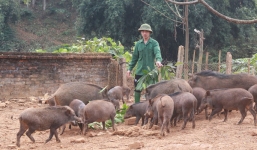 Quảng Ninh: Đánh chết 14 con lợn rừng, người đàn ông nhận cái kết bất ngờ