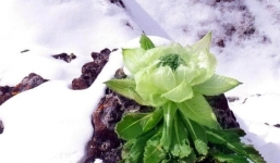 Hoa sen tuyết 7 năm mới nở 1 lần, giới nhà giàu bỏ tiền triệu mua về làm quà