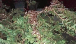 Ban đêm sang nhà hàng xóm vặt trộm ổi, cô nàng lạnh sống lưng khi thấy hàng trăm ánh mắt nhìn mình từ trên cây