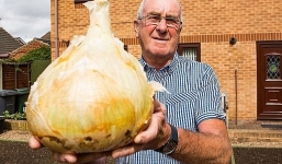 Củ hành tây khổng lồ đủ để 30 người ăn của lão nông người Anh