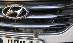 Góc trốn vé: Mèo phượt thủ vượt 150km từ Lào Cai sang Yên Bái bằng cách 'đi ké' ô tô của chủ