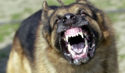 Chơi với chó lạ bên đường, cô gái bị cắn nát mặt