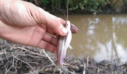 Nàng dâu ăn riêng vẫn chê mẹ chồng keo, cả ngày ăn 3 con cá bằng ngón tay, nhưng cách xưng hô của cô ấy mới đáng chú ý