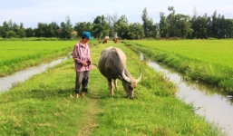 Quảng Bình dừng thu 'phí đồng cỏ', trả lại tiền cho dân