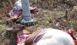 3 con bò bị kẻ gian bắt trộm rồi xẻ thịt tại chỗ, nhưng chỉ lấy đi phần đùi