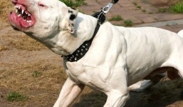 Hà Nội: Chó Pitbull cắn chết anh trai của chủ nhà gây rúng động