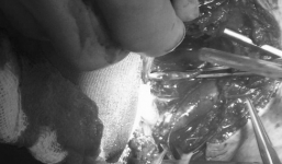 Ngăn chó nhà cắn nhau, chủ nhà bị 2 con becgie xông vào cắn tử vong