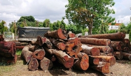 Vụ Phượng 'râu' buôn lậu gỗ: Chi cục Trưởng Kiểm lâm nộp 8m3 gỗ