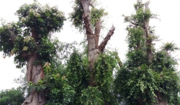 Bất ngờ với hình ảnh ba cây quái thú bị tạm giữ ở Huế sau 5 tháng