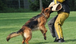 Chuyên gia chỉ rõ lỗi 'chết người' vụ chó Becgie cắn chết anh trai của chủ tại Hà Nội