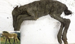 Phát hiện hóa thạch ngựa còn nguyên vẹn sau 40.000 năm tại hố tử thần ở Siberia