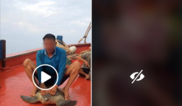 Cộng đồng lên án mạnh mẽ những đoạn clip ngư dân quay cảnh hành hạ, cưỡi rùa biển rồi giết hại tàn nhẫn