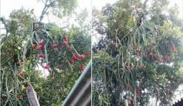 Thương cảnh oái oăm của gia chủ có cây thanh long sai trĩu trịt nhưng mọc lơ lửng giữa không trung, dân mạng hiến kế cách thu hoạch