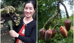 Hy hữu cây chuối 1 cuống trổ 5 hoa ở Điện Biên