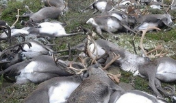 Bí ẩn hơn 300 con tuần lộc chết tập thể ở Na-Uy chưa có lời giải, nhưng hiệu ứng sau đó mới thực sự tuyệt vời