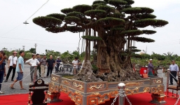 Cây xanh cổ có chậu dát vàng khiến giới sinh vật cảnh xôn xao