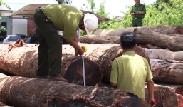 Khởi tố Hạt trưởng kiểm lâm tiếp tay cho trùm gỗ lậu Phượng 'râu'