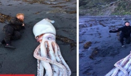 Phát hiện mực 'quái vật' dài 4,2m dạt bờ biển New Zealand