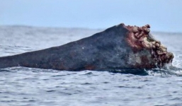 Cảnh tượng hãi hùng: Cá voi lưng gù bị mất nửa thân bơi lội xuyên Thái Bình Dương
