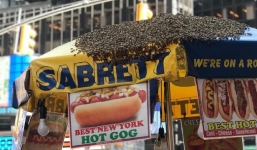 Hơn 20.000 con ong bất ngờ tấn công quảng trường Thời Đại