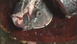 Nhờ chồng chặt hộ cá, 5 phút quay lại vợ nhận món 'mắt trừng gửi mộng qua biên giới', dân tình được phen cười ngặt nghẽo