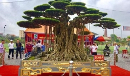 Cây sanh cổ trong chậu dát vàng được trả 15 tỷ, chủ nhân nhất quyết không bán