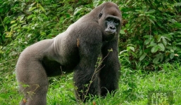 Tan chảy với tình bạn kì lạ nơi hoang dã của chú Gorilla khổng lồ và người bạn tí hon