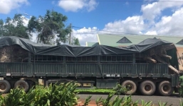 Cây khủng như 'quái thú' ngụy trang tinh vi vận chuyển ra Hà Nội