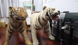 Cần Thơ: Lưu giữ hai bộ da hổ quý hiếm, người đàn ông bị bắt