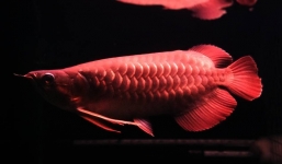 Cá huyết rồng nặng hơn 30 kg sa lưới ngư dân An Giang