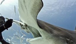 Xác nhận loài cá mập đầu tiên trong lịch sử biết... ăn chay mà vẫn sống khỏe mạnh