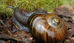 Nuốt ốc sên sống, nam thanh niên nguy kịch vì viêm màng não