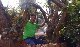 Cây đỗ quyên 200 tuổi ở Lào Cai có 3 nhánh dáng tựa ngai vàng