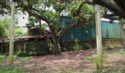 Hà Nội: Cận cảnh cây nhãn tổ khổng lồ 130 tuổi, mỗi năm thu hoạch gần một tấn quả