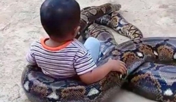 Xôn xao cảnh bố mẹ cười đùa thích thú khi con cưỡi trăn khổng lồ