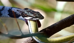 Đang nằm ngắm cảnh ở nhà nghỉ, nhiếp ảnh gia bất ngờ được tặng 'món quà vô giá'