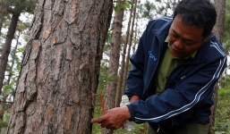 Gần 4.000 m2 rừng thông ba lá ở Lâm Đồng bị đầu độc bằng thuốc diệt cỏ